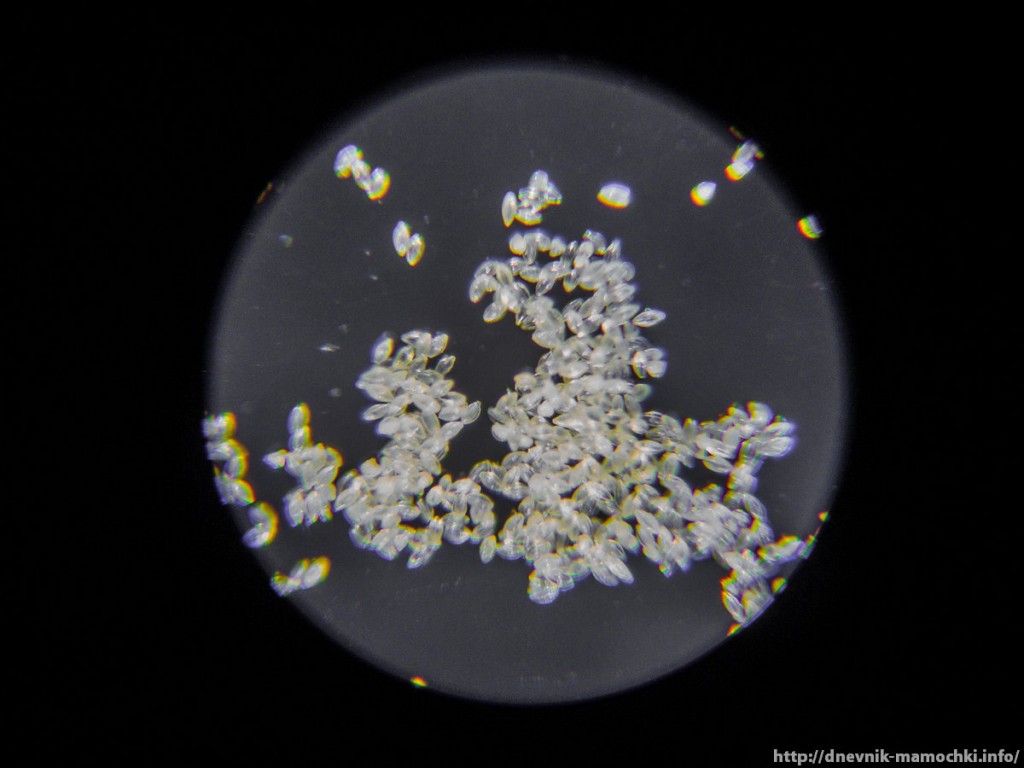 Пыльца и споры. Пыльца герани под микроскопом. Пыльца в микроскопе. Пыльца дуба под микроскопом. Пыльца вереска под микроскопом.